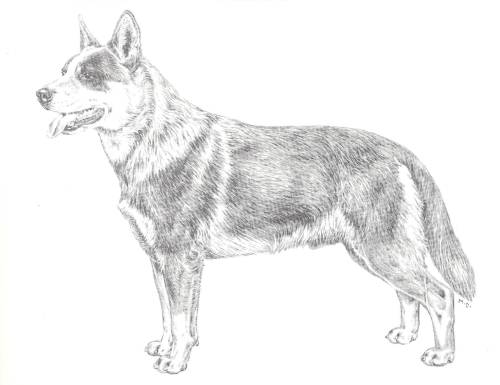 Lakota Australian Cattle Dogs, Central Oregon Cattle Dog Breeders